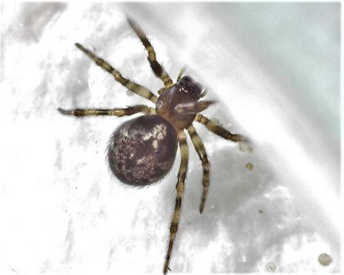 Enoplognatha mandibularis