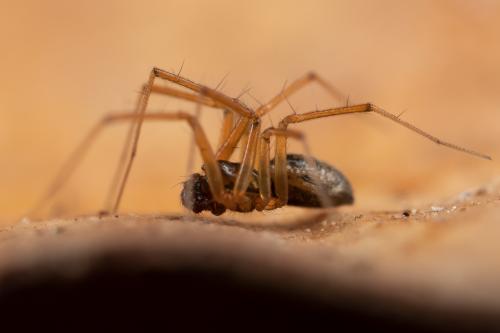 Réf. 273 848 : Tenuiphantes sp.