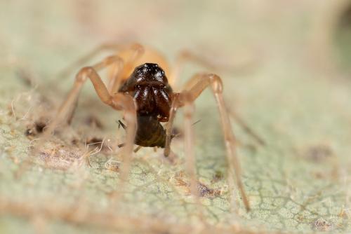 Pachygnatha degeeri