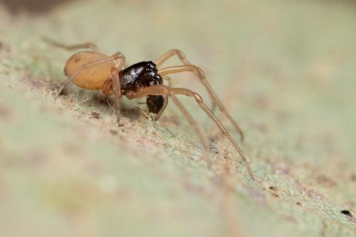 Réf. 273 745 : Pachygnatha degeeri