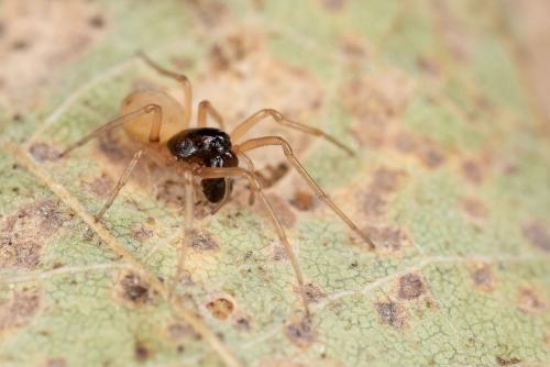 Pachygnatha degeeri