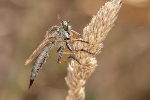 Réf. 273 611 : Neomochtherus geniculatus