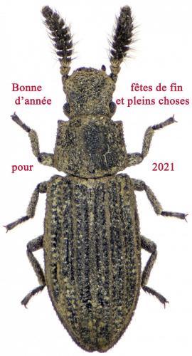 Réf. 273 764 : Orthocerus clavicornis