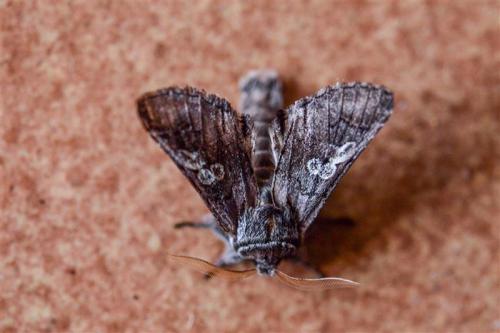 Réf. 273 190 : Diloba caeruleocephala