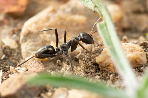Réf. 273 898 : Cataglyphis piliscapa