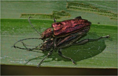 Réf. 273 205 : Donacia marginata