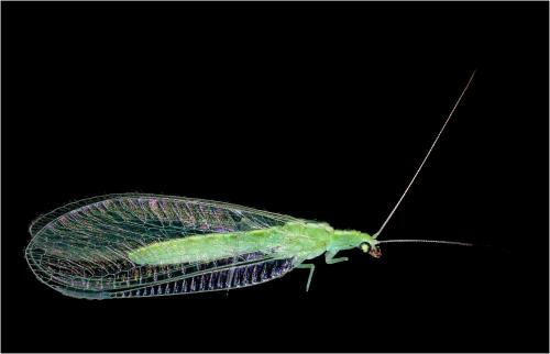Chrysoperla sp.