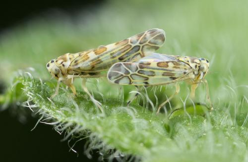 Réf. 273 742 : Eupteryx sp.