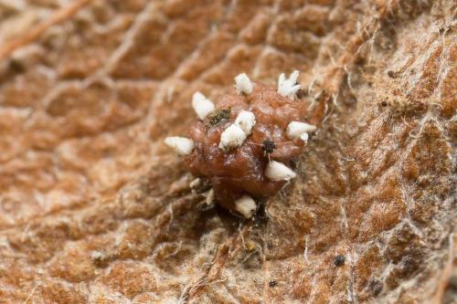Réf. 273 901 : Ceroplastes sinensis