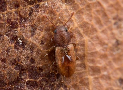 Ahasverus advena