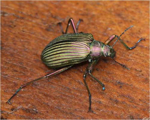 Réf. 273 440 : Campsiomorpha regia