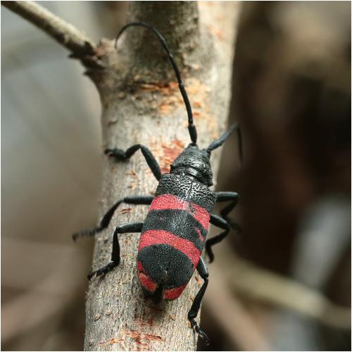 Réf. 273 321 : Ceroplesis sp.