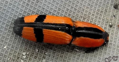 Abiphis nobilis