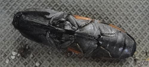 Abiphis nobilis