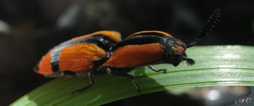 Abiphis nobilis