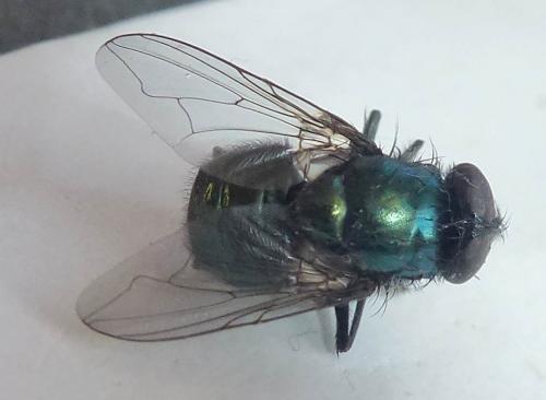 Réf. 273 625 : Neomyia cornicina