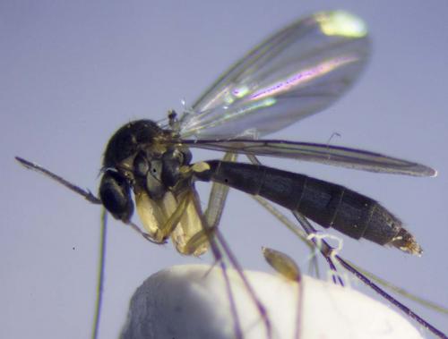 Exechia fusca