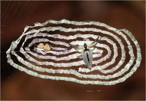 Réf. 273 204 : Cyclosa sp.