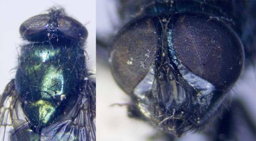 Réf. 273 627 : Neomyia cornicina