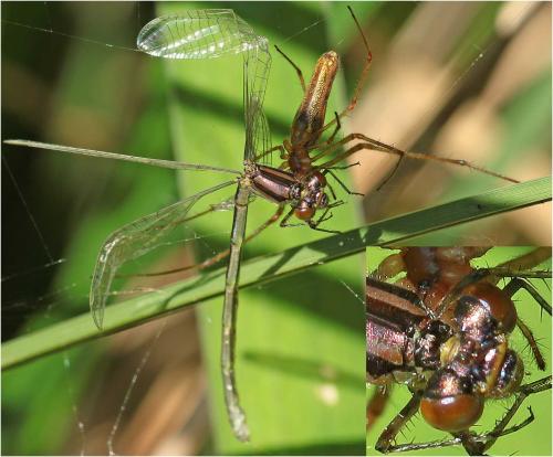 Erythromma viridulum