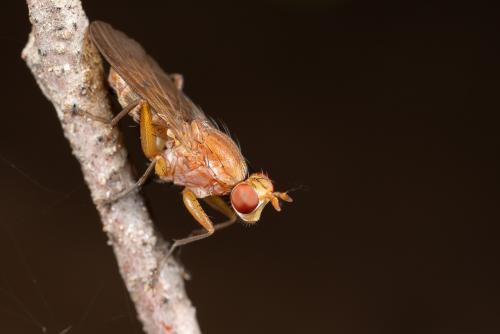 Tetanocera ferruginea