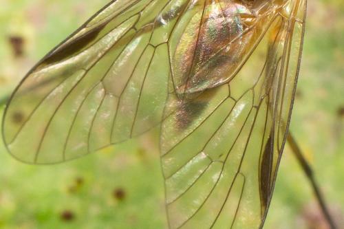 Réf. 273 124 : Rhagio lineola