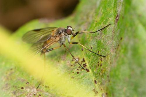 Réf. 273 123 : Rhagio lineola