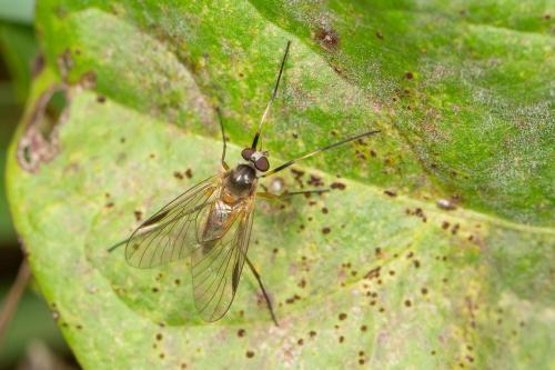 Rhagio lineola