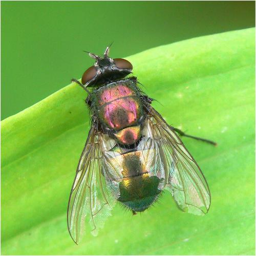 Réf. 273 732 : Lucilia ampullacea