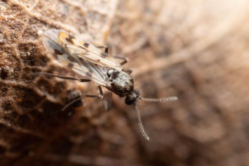 Réf. 273 853 : Culicoides sp.