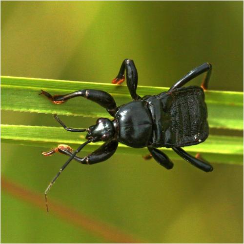 Glymmatophora sp.