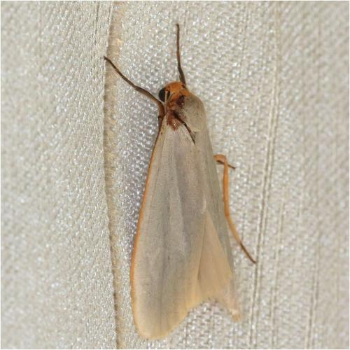 Réf. 273 410 : Eilema caniola
