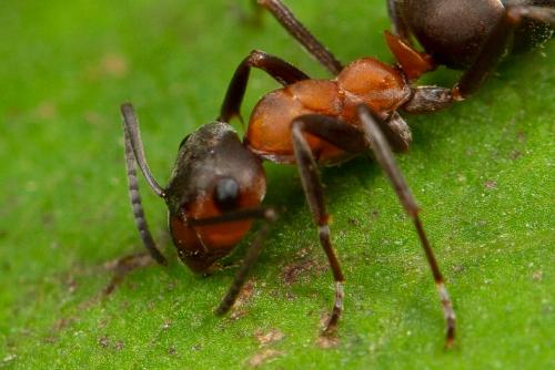 Formica rufa