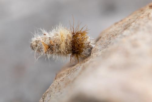Coleophora sp.