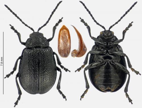 Réf. 273 300 : Galeruca tanaceti