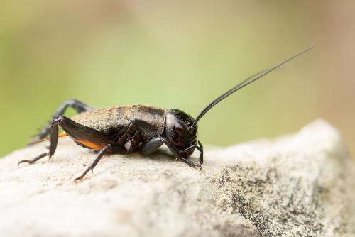 Réf. 273 507 : Gryllus campestris