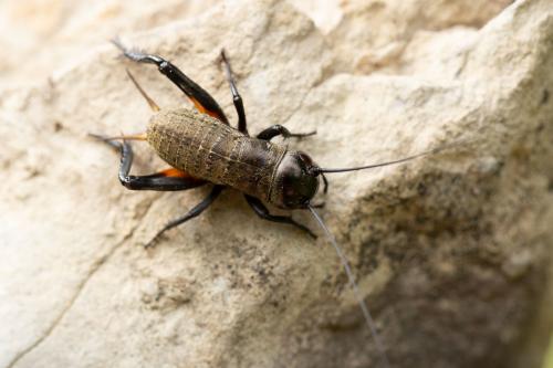 Réf. 273 506 : Gryllus campestris