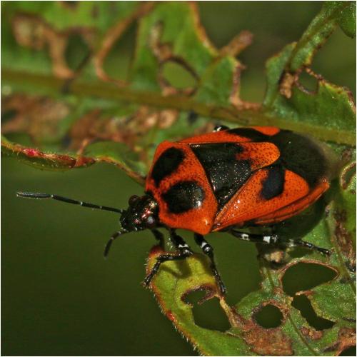 Dorycoris pavoninus