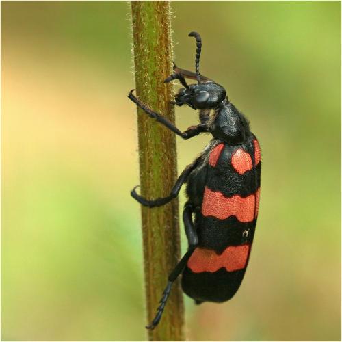 Hycleus sp.
