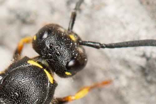 Réf. 273 280 : Ancistrocerus sp.
