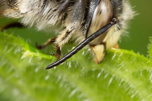 Réf. 273 562 : Trachusa byssina