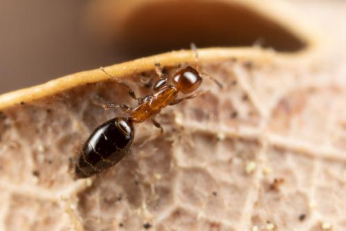 Sclerodermus sp.