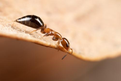 Sclerodermus sp.