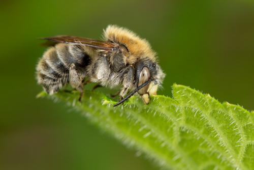 Trachusa byssina