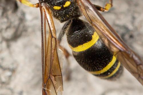 Ancistrocerus sp.