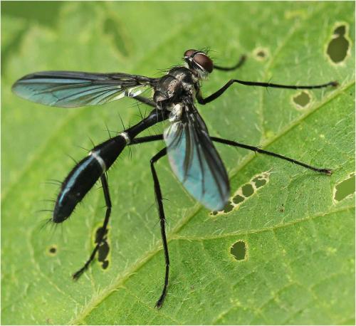 Cordyligaster fuscipennis