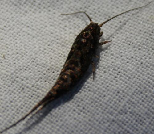 Réf. 273 768 : Lepismachilis y-signata
