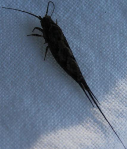 Réf. 273 769 : Lepismachilis y-signata