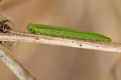 Réf. 273 538 : Tenthredopsis friesei