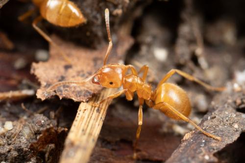 Réf. 273 972 : Lasius sp.